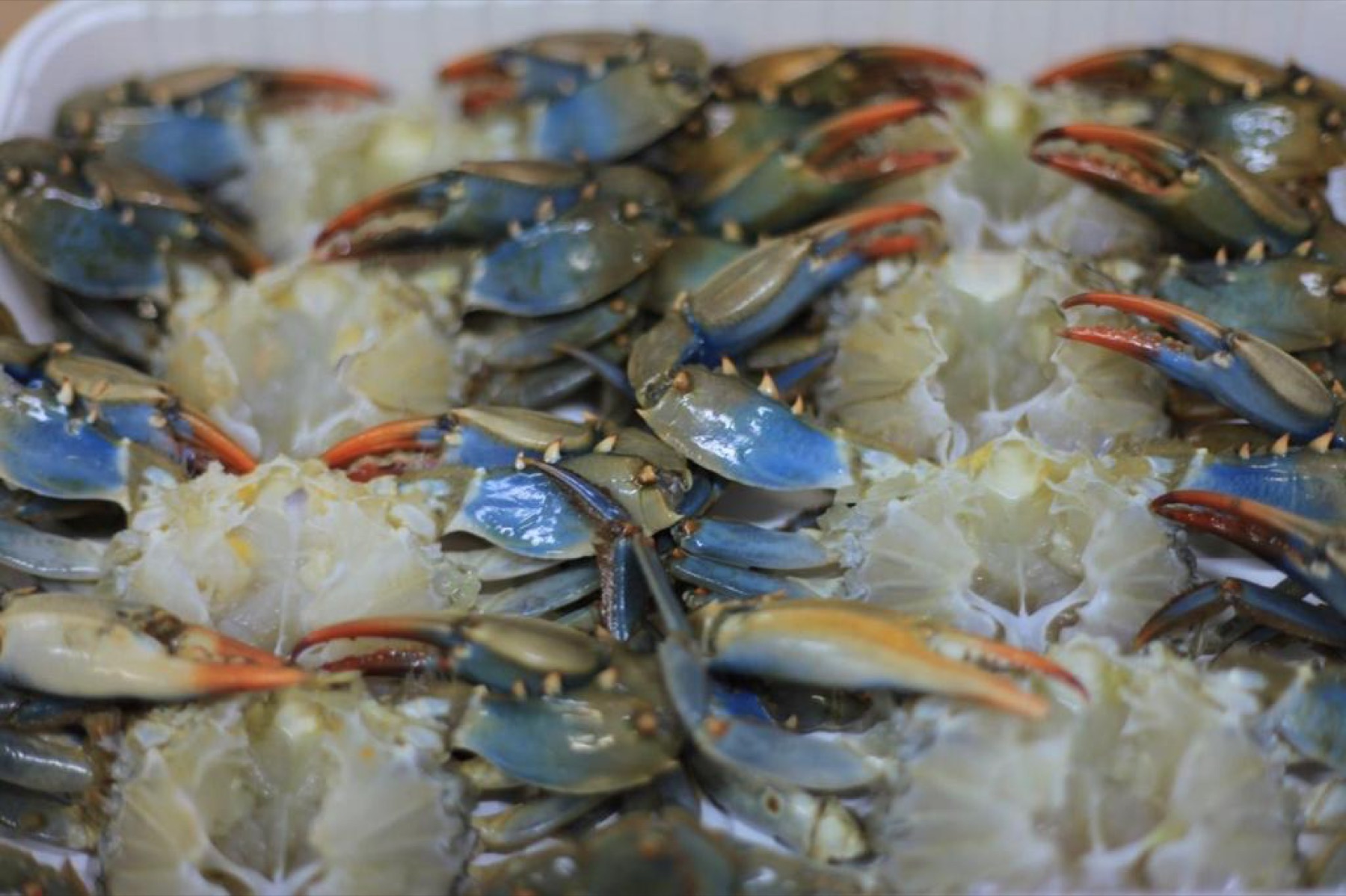 Whole cleaned blue swimming crab packed for frozen seafood trade