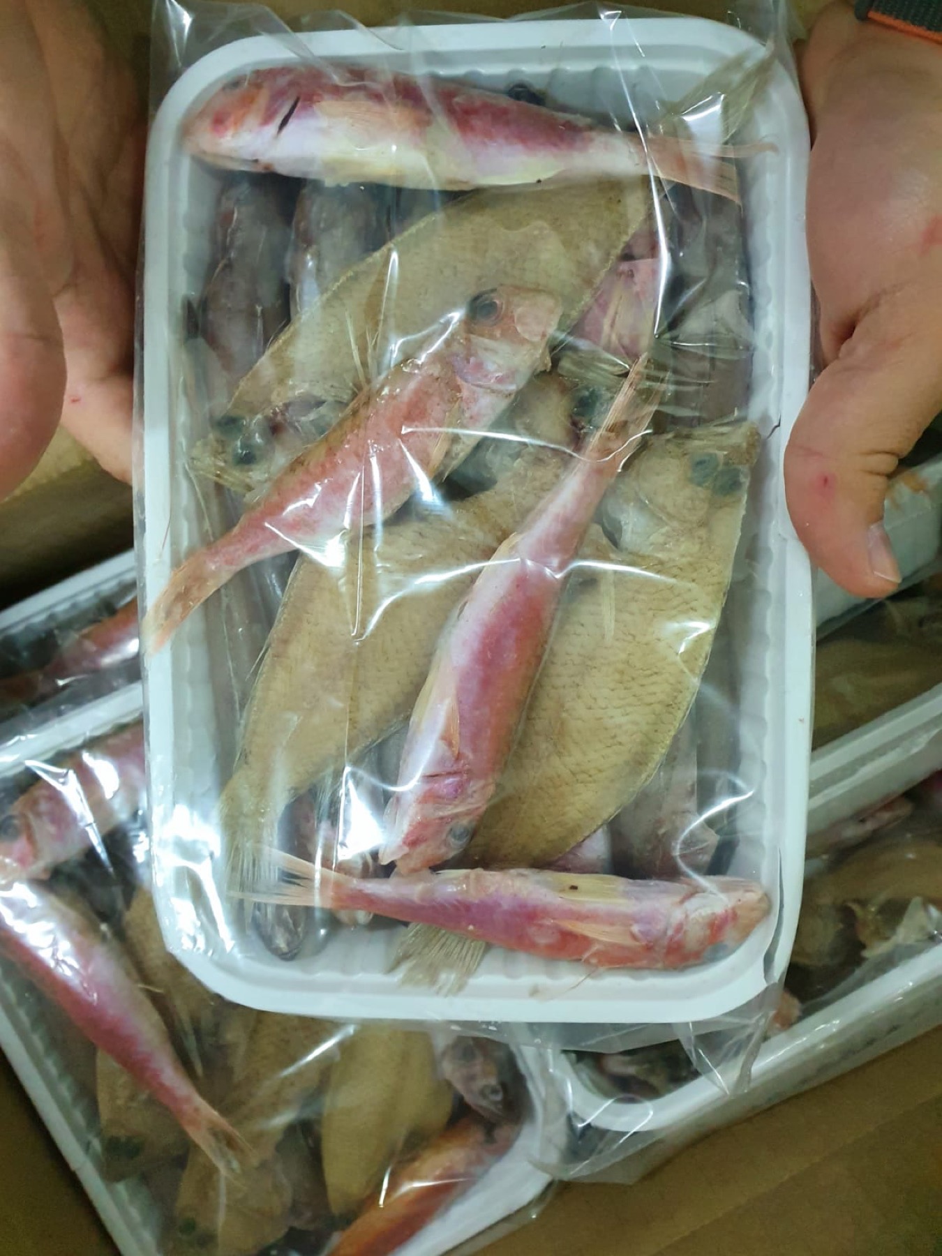 Frittura mista seafood tray with fish and mixed seafood