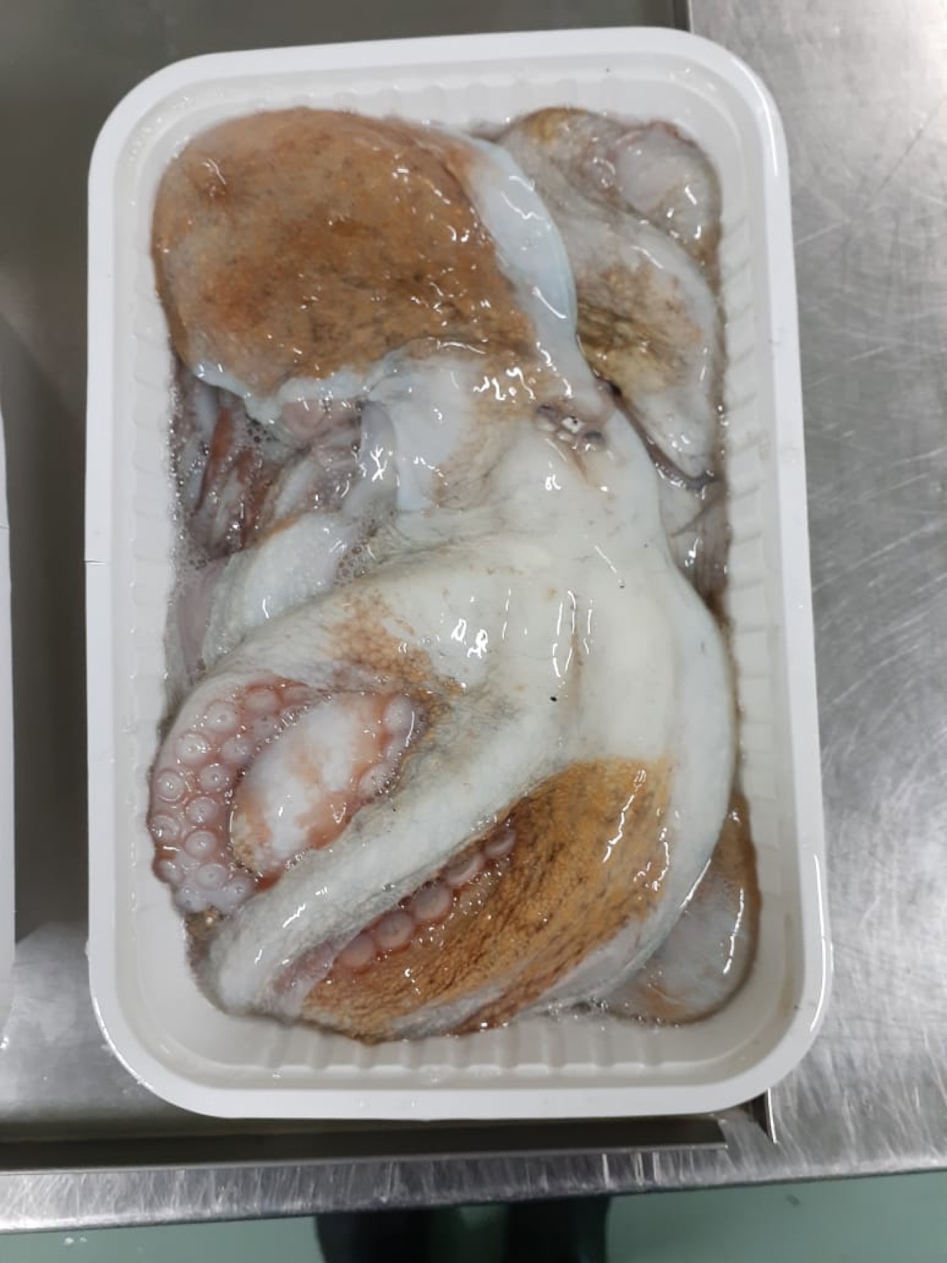Octopus vulgaris packed in a frozen seafood tray